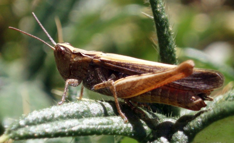 Cavalletta di alta motagna: Omocestus sp.